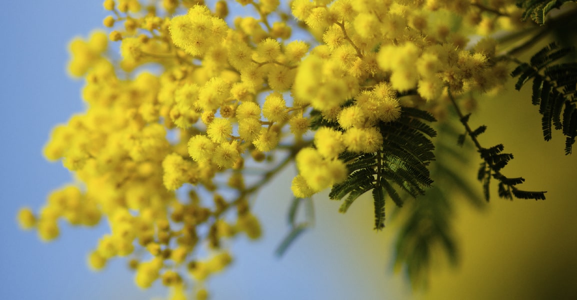 Branche de mimosa symbole de lumière et de douceur